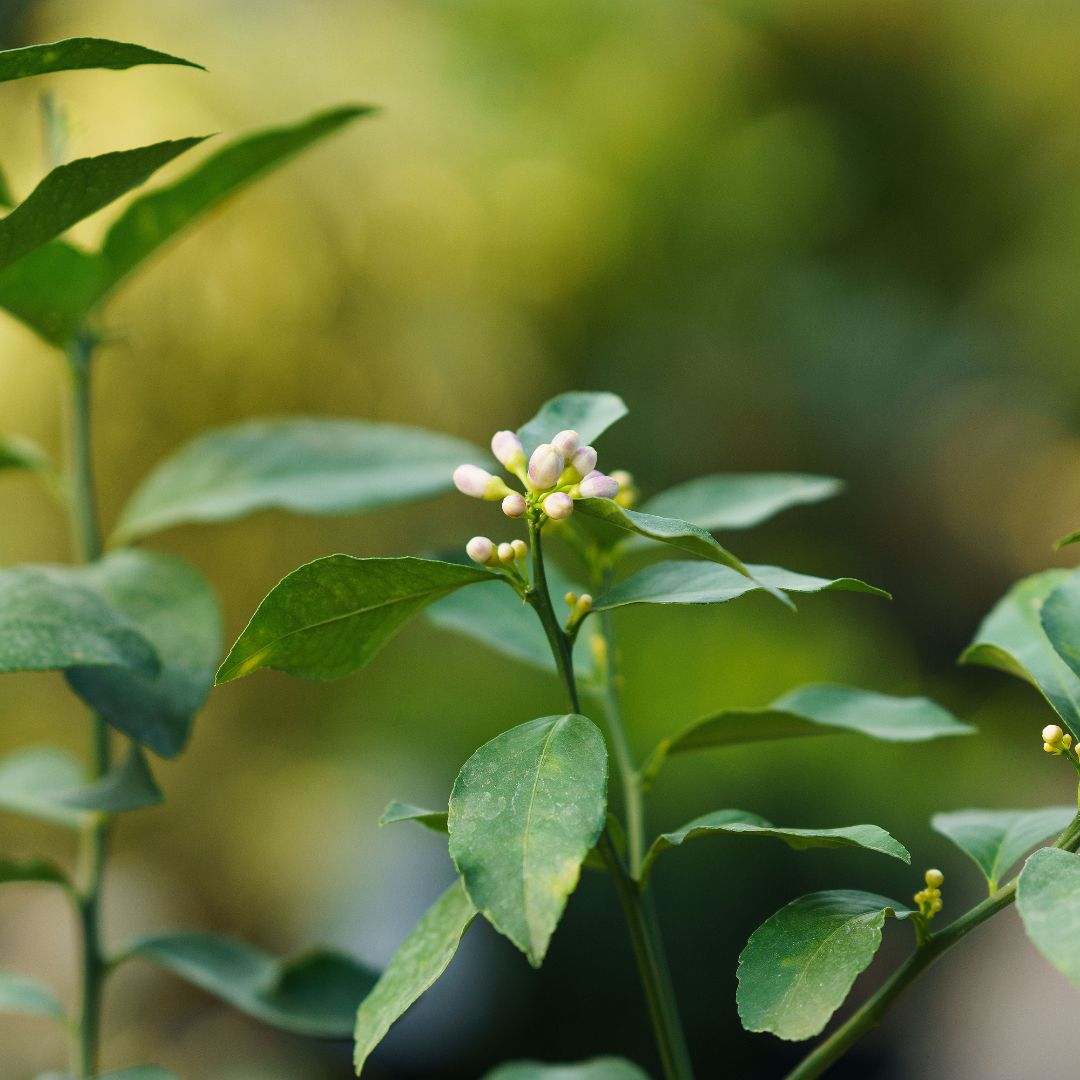 Lemon Tree – Meyer – #5 Container